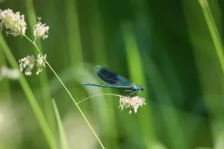 Animations Petites Bêtes, Amies du jardinier Les Jardins des Renaudies 1  - Pixabay