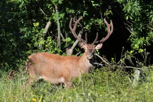 Cerf élaphe - JF Arcanger