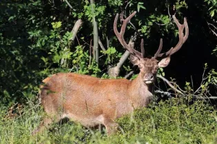 BRAME DU CERF - Conseil Départemental La Mayenne
