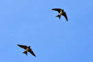 Formation oiseaux du bâti - Image d'illustration Pixabay
