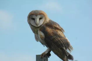 effraie-des-clochers - O.Duval