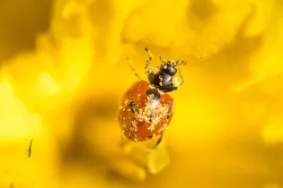 P26-Fabien_Chere_-_Sparadrap53-Coccinelle-CPpx - Fabien_Chere