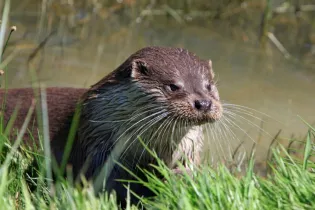 P29-PIXABAY-Loutre - PIXABAY