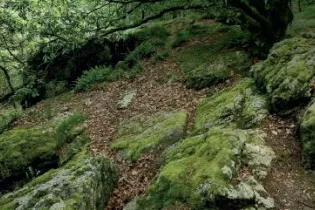 Aux racines de la forêt - Pascal_BELTRAM_Mayenne_Tourisme