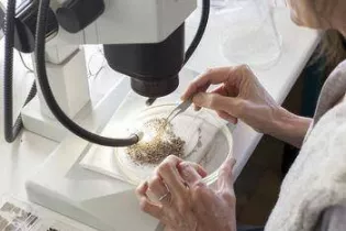 La-carpologie_Inrap Lab-Archéo_Myr-Muratet-Inrap - Myr-Muratet-Inrap
