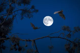 Nuit de la chauve-souris - CC Coëvrons