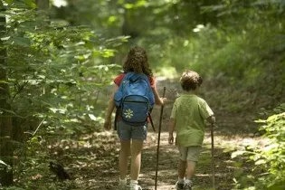 forest-386751_640 - Pixabay