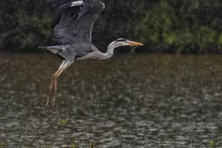 Héron cendré  - Sébastien Vinouse 