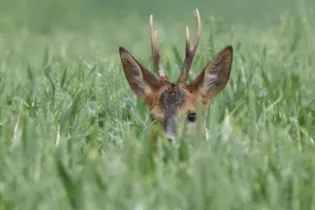 Chevreuil  - Sébastien Vinouse