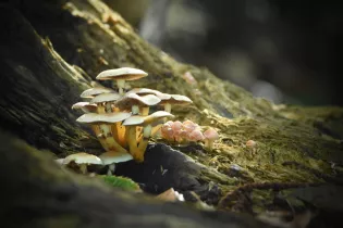 Champignon en touffe - Sébastien Vinouse