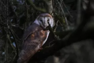 Chouette effraie - Sébastien Vinouse