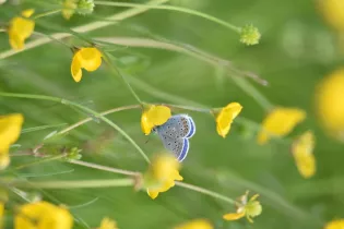 Azuré  - Sébastien Vinouse