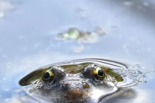 Grenouille "verte" - Sébastien Vinouse