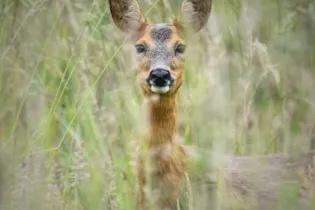 Chevrette - Sébastien Vinouse