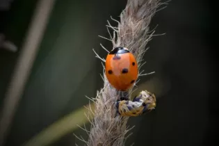 Cocinelle  - Sébastien Vinouse