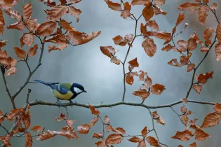 Mésange charbonnière  - Eric Médard
