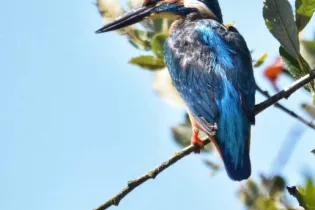 Martin pecheur - Sébastien Vinouse