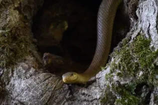 Couleuvre d'esculape  - Sébastien Vinouse