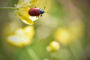 Insecte  - Sébastien Vinouse