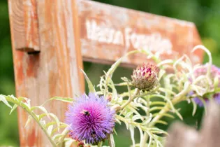 Artichaut en fleur  - Chloé Brehin