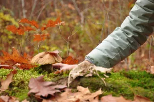 ceuillette-saulges - Communauté de Communes des Coëvrons