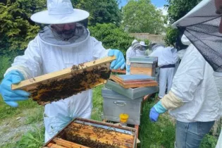 Savon naturel - Abeilles Mayennaises