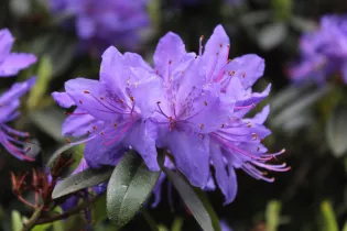 Les Jardins des Renaudies Annonce Fête de Printemps 080522 (6) - Les Jardns des Renaudies