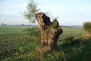 Sortie nature Sacé - Image d'illustration