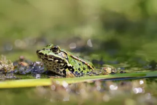 15grenouille - Pixabay