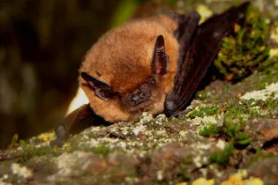 48-chauve-souris - Yohan DOUVENEAU