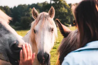 visite avec cheval - château de Ste Suzanne