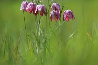 AGENDA 2014 - CD53_D_VERNIER