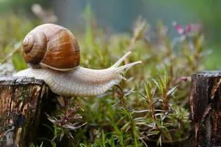 20-escargot - Pixabay