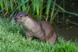 23-loutre - pixabay