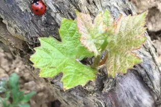 Maison du Pin biodiversité - ©Maison du Pin