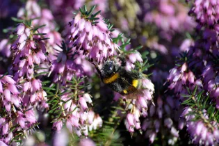 Ca butine dans les landes ! - pixabay
