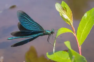 35-demoiselle - pixabay