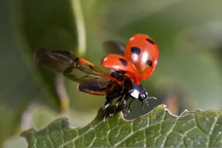 36-coccinelle - pixabay