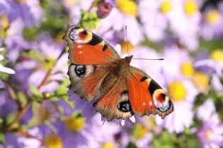 45-papillon - CD53