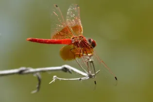 49-crocothemis - pixabay
