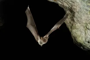 Bat buzzard, myotis myotis, flight in his cave - © Javier Alonso Huerta