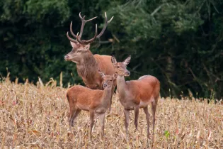 58_-Cerf_elaphe  - © Maude Bakker
