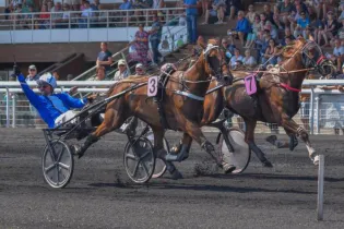 courses - hippodrome de la Bretonnière