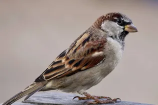 sparrow-2760021_1280 - Pixabay
