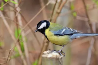 great-tit-7948318_1280 - Pixabay