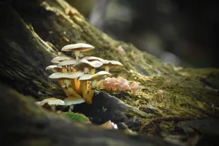 champignon - Sebastien Vinouse