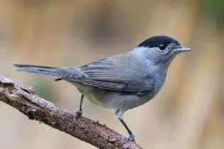 fauvette_tete_noire - JC Gravier