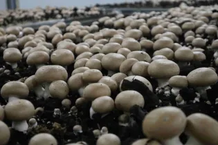 Champignons de la Sarthe - Nath_Alie