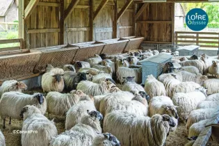Visite bergerie entre angers et saumur Loire Odyssée_1 - canvapro