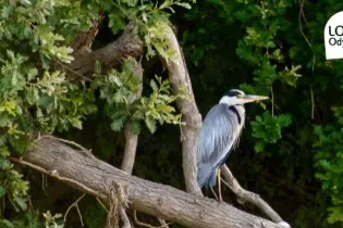 Croisière ornithologique Loire-Odyssée_Loire-Authion_1 - Etienne Begouen